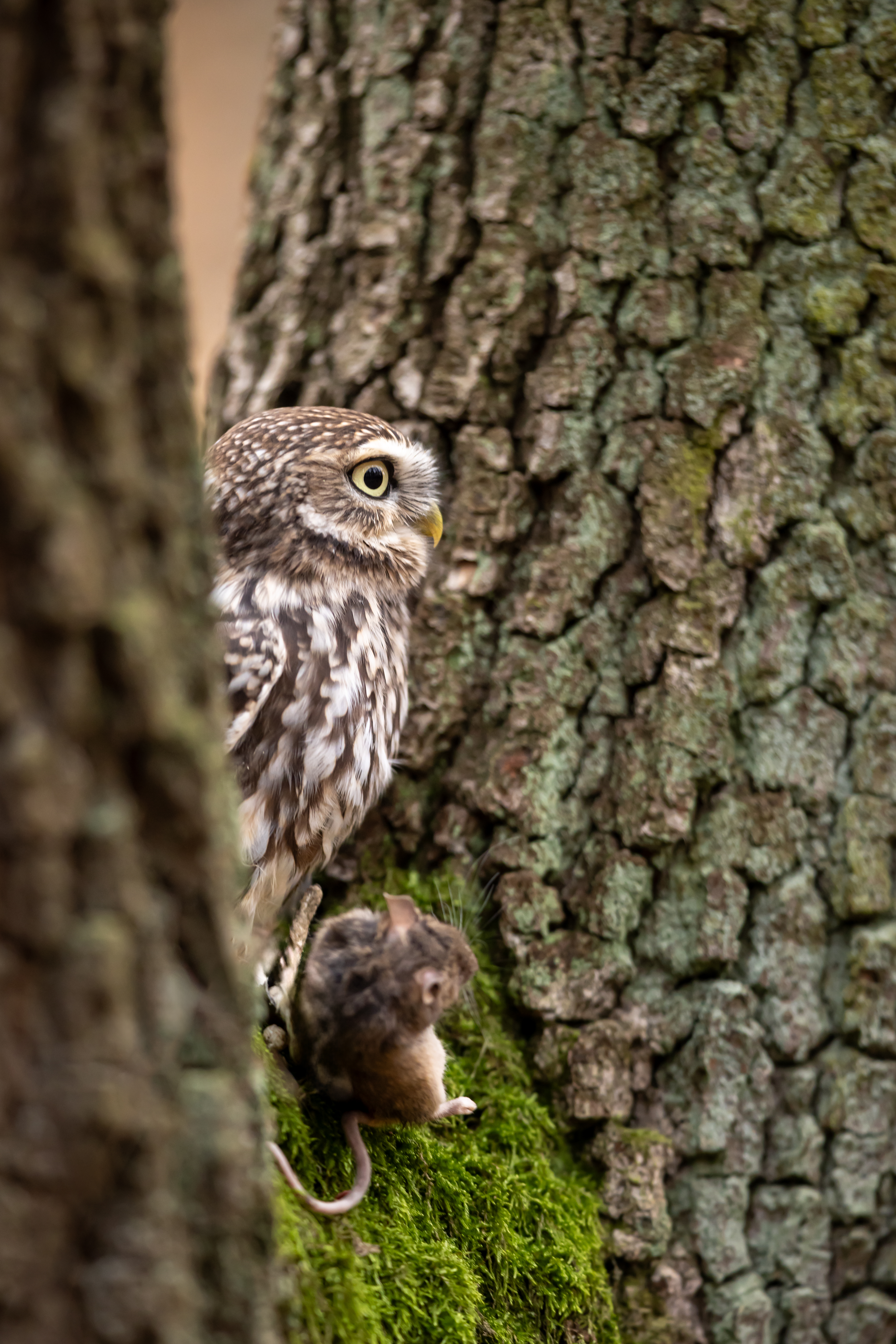 Sýček obecný (Athene noctua) - Little owl