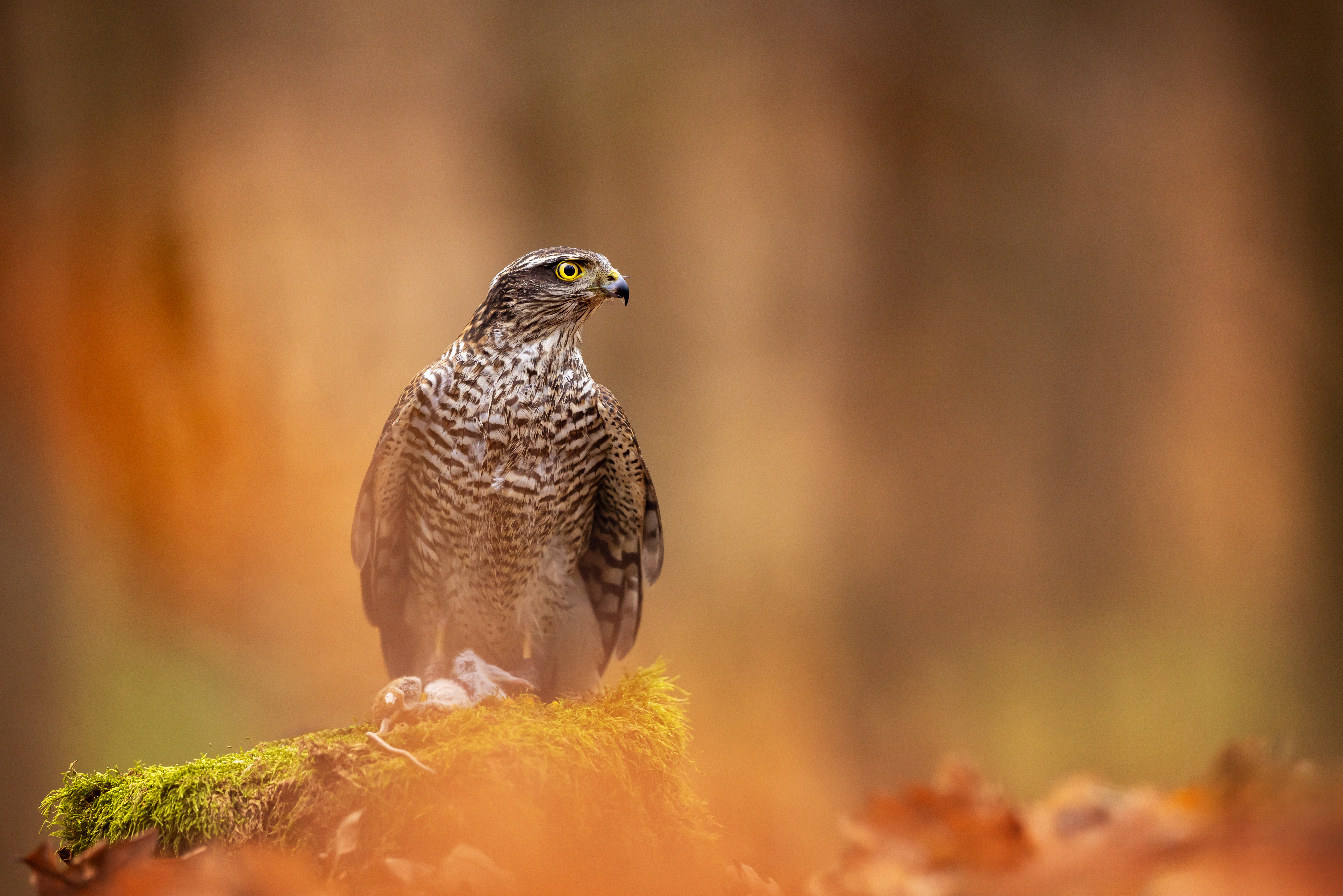 Krahujec obecný (Accipiter nissus) - Eurasian sparrowhawk