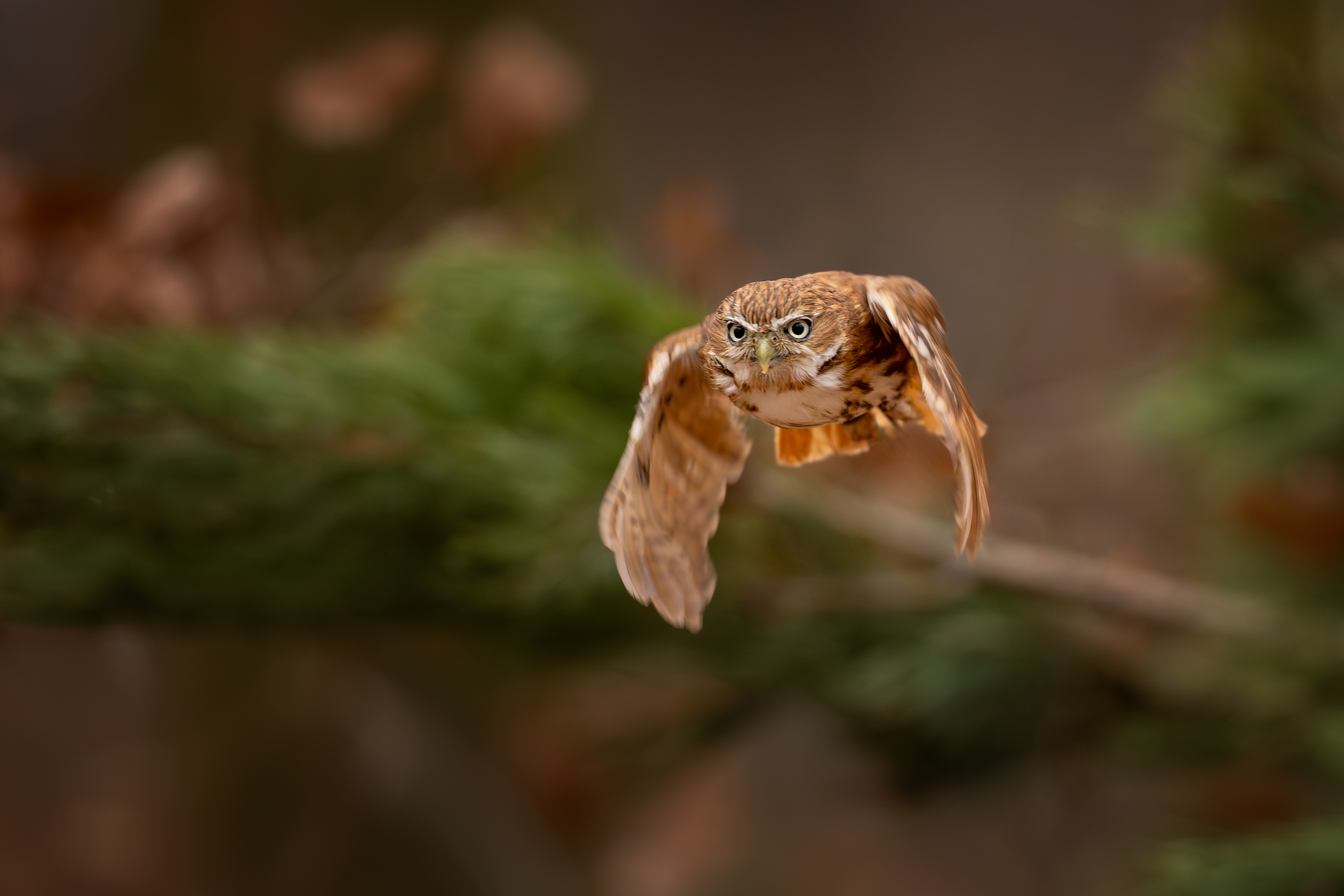 Kulíšek brazilský (Glaucidium brasillianum) - Ferruginous pygmy owl