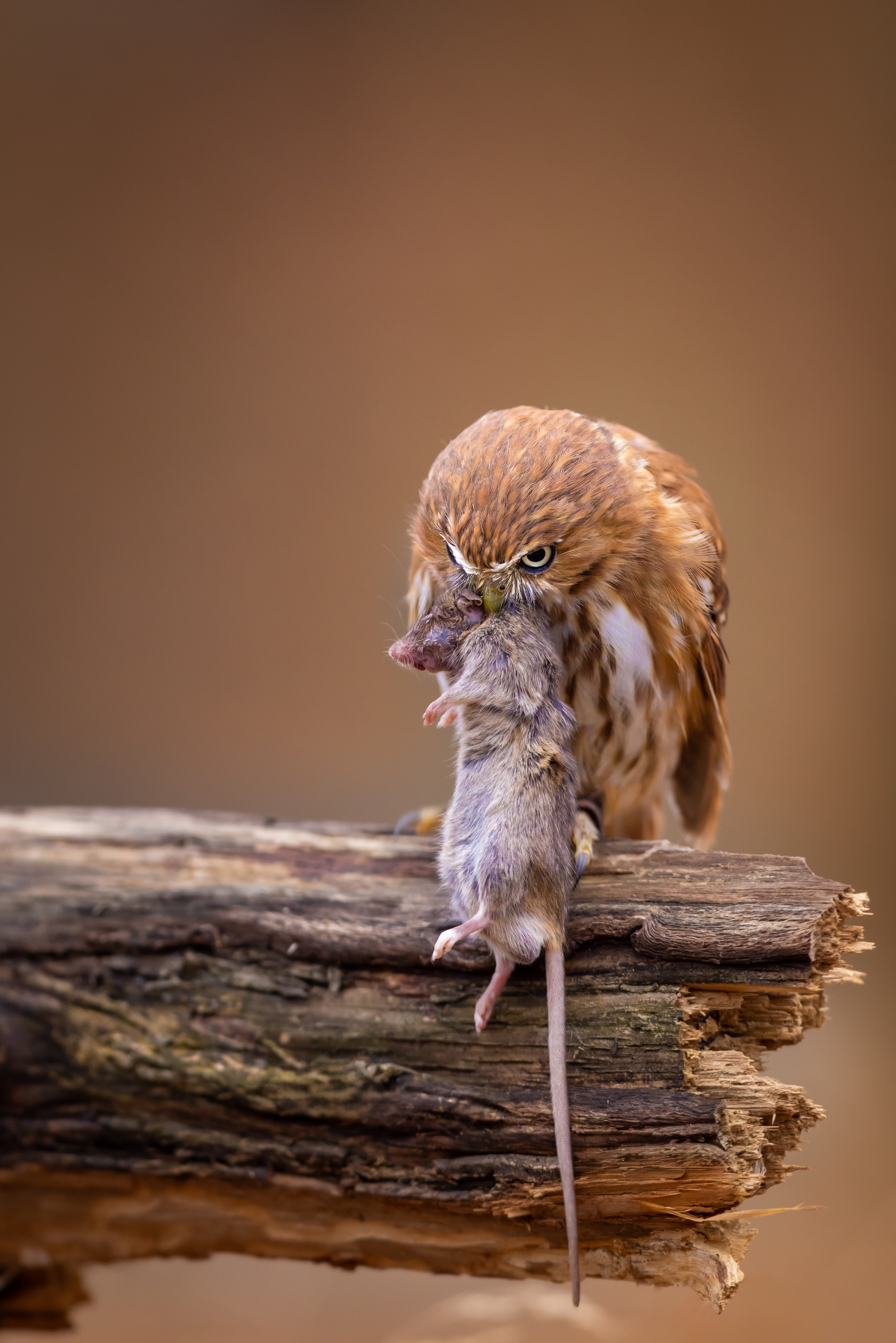 Kulíšek brazilský (Glaucidium brasillianum) - Ferruginous pygmy owl