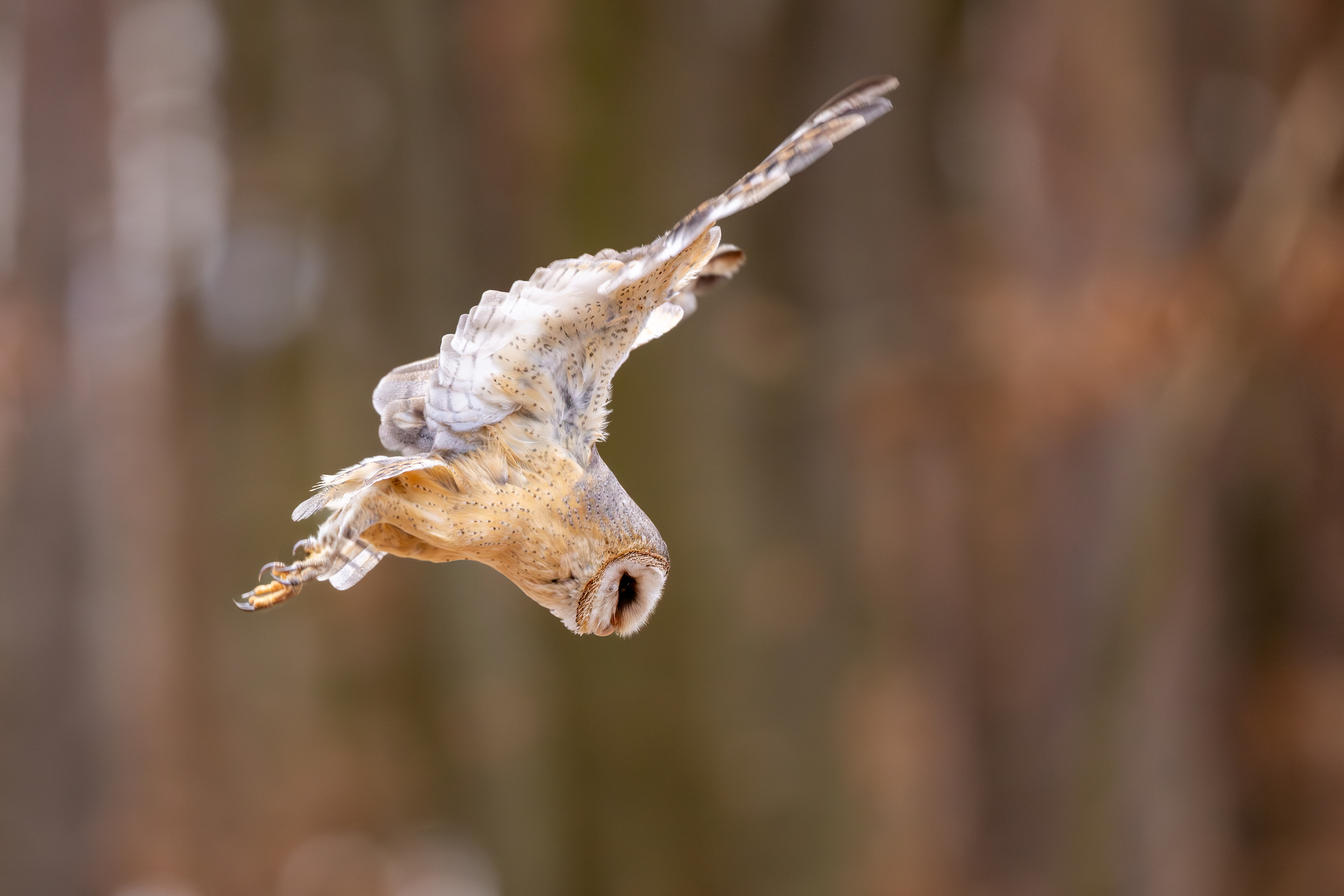 Sova pálená (tyto alba) - Barn owl