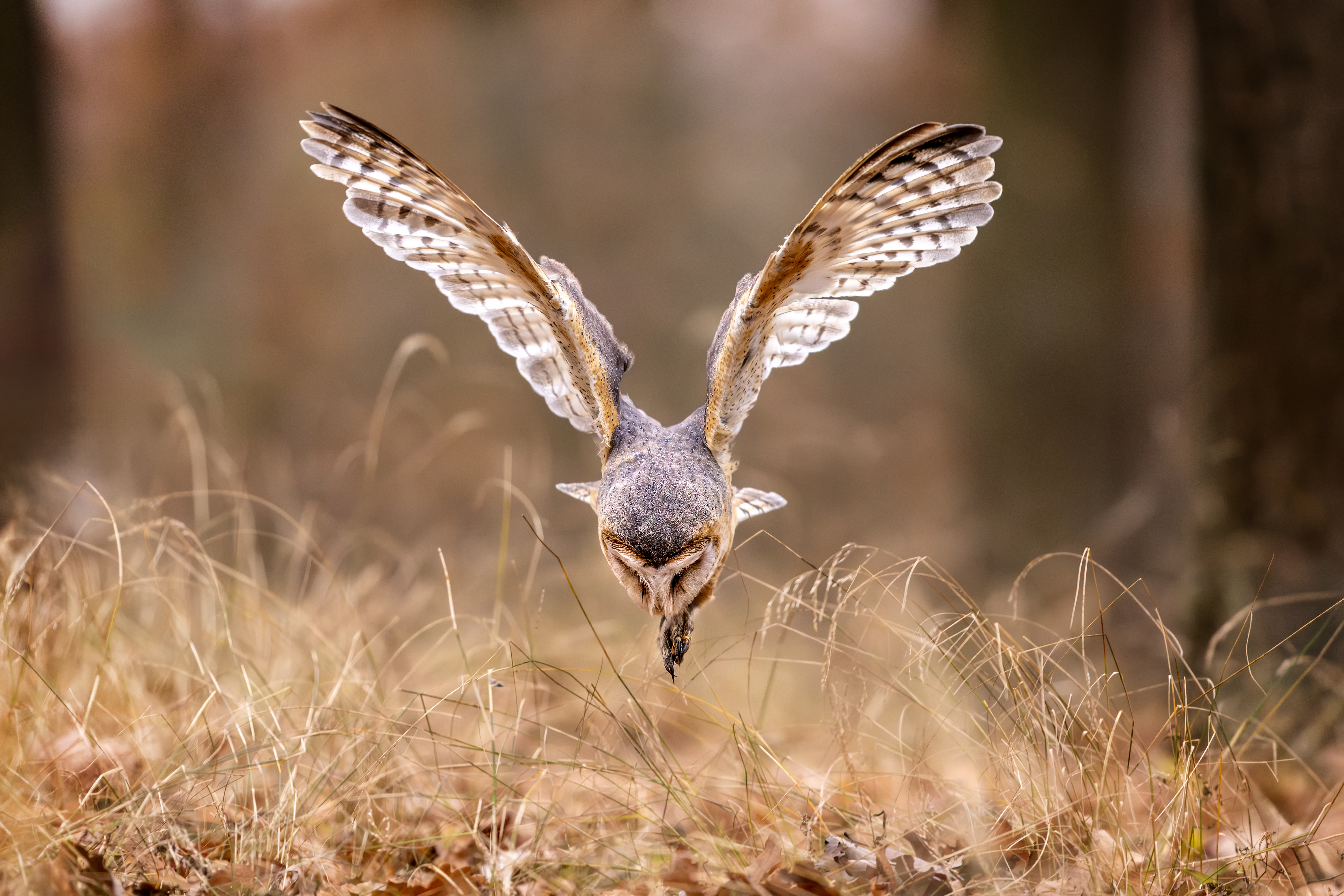 Sova pálená (tyto alba) - Barn owl