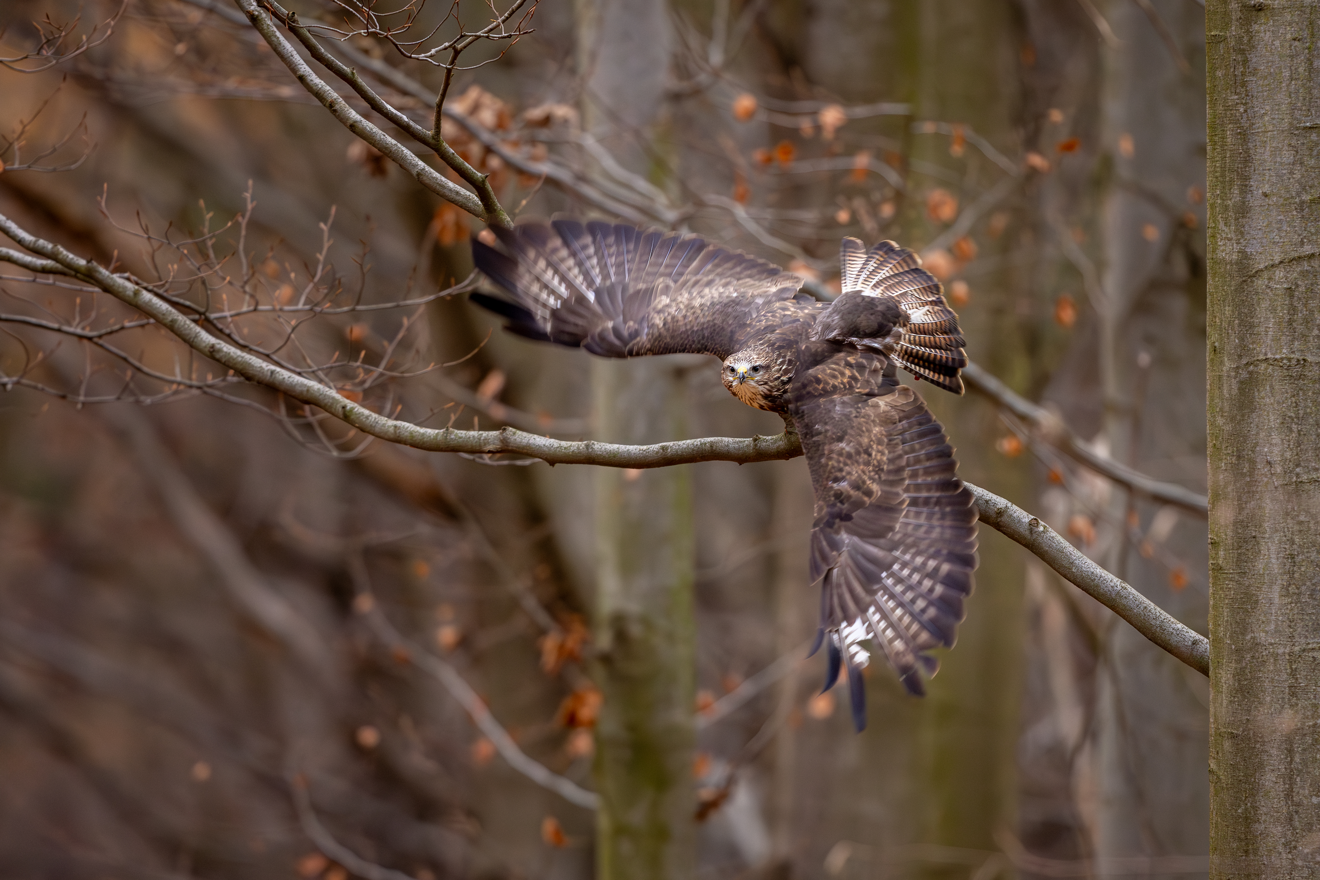 Káně lesní (Buteo buteo) - Common buzzard