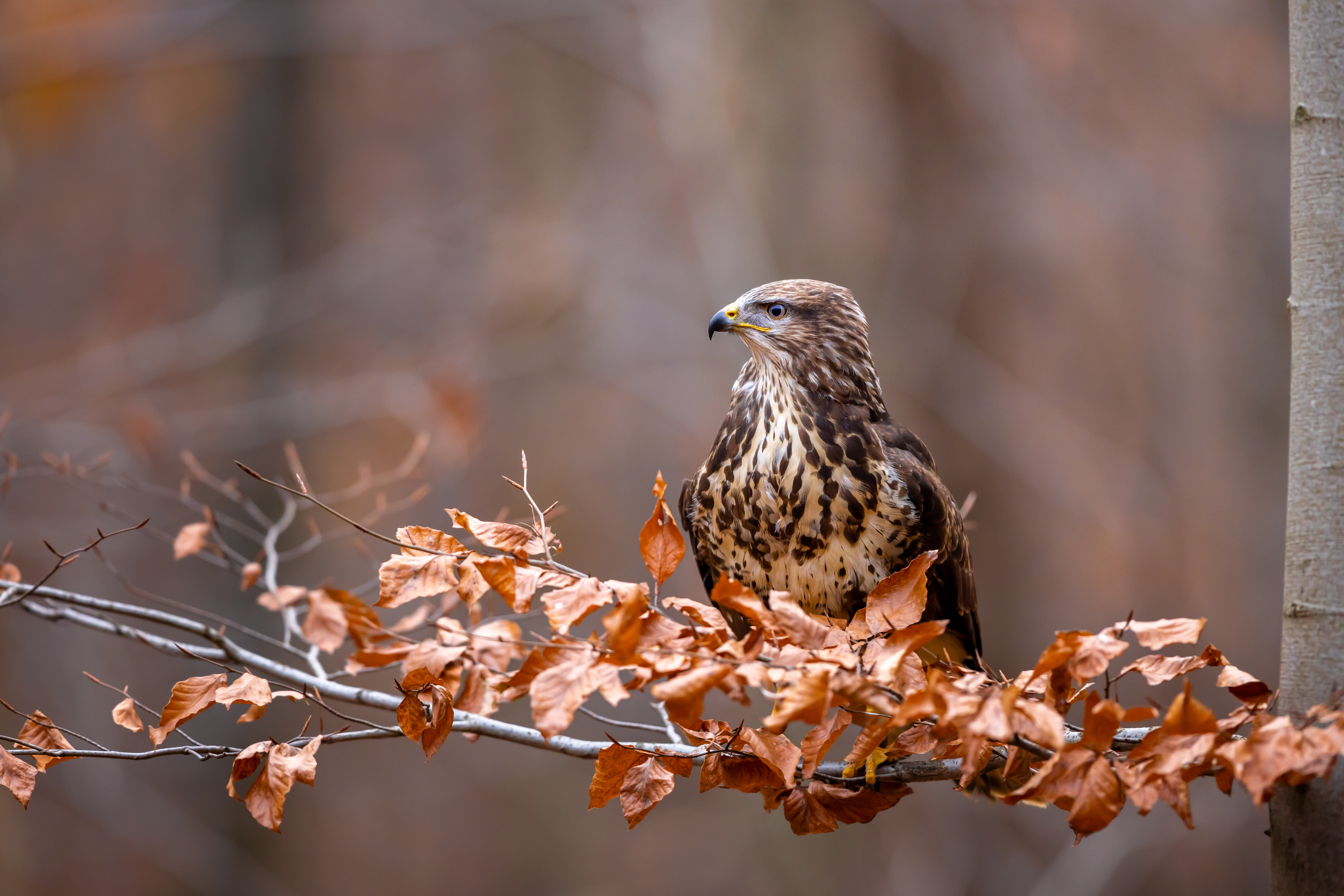 Káně lesní (Buteo buteo) - Common buzzard