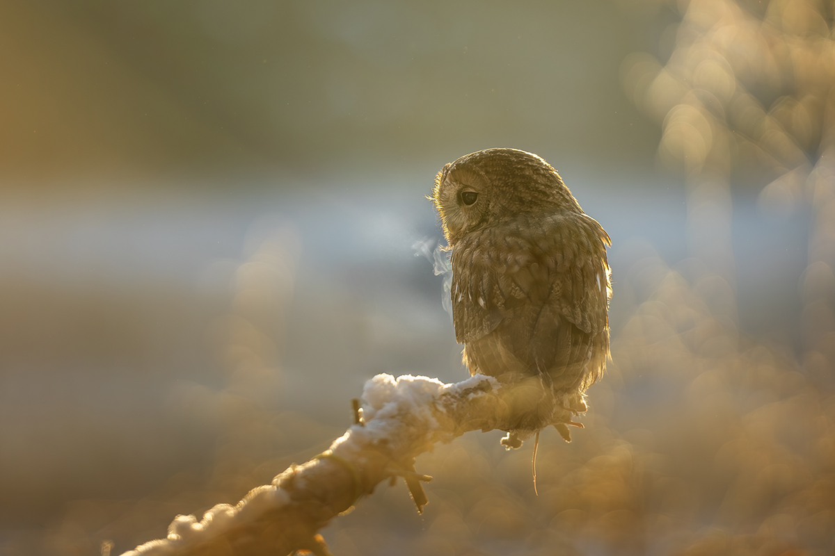 Puštík obecný (Strix aluco) - Tawny owl