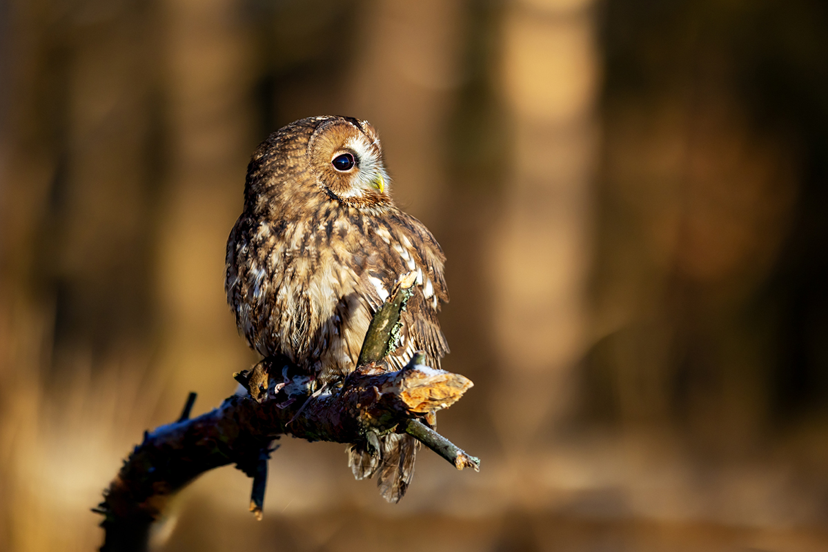 Puštík obecný (Strix aluco) - Tawny owl