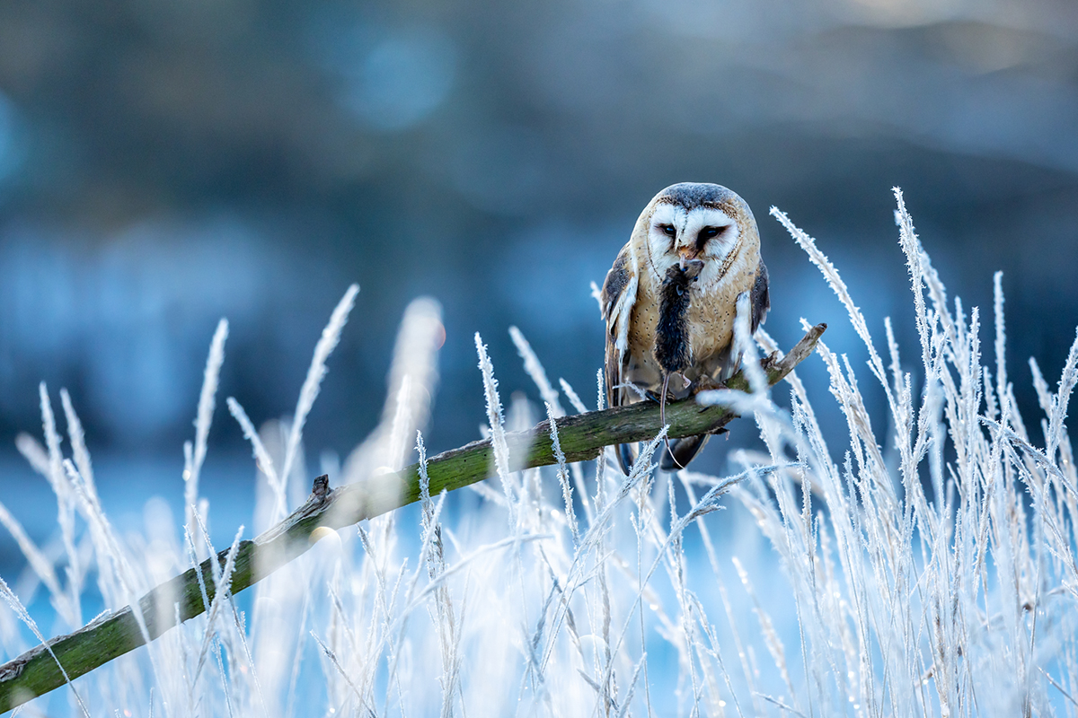 Sova pálená (Tyto alba) - Barn owl