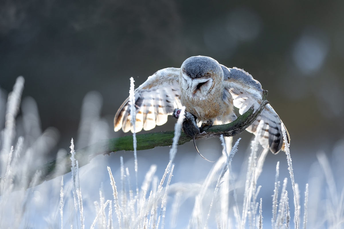 Sova pálená (Tyto alba) - Barn owl