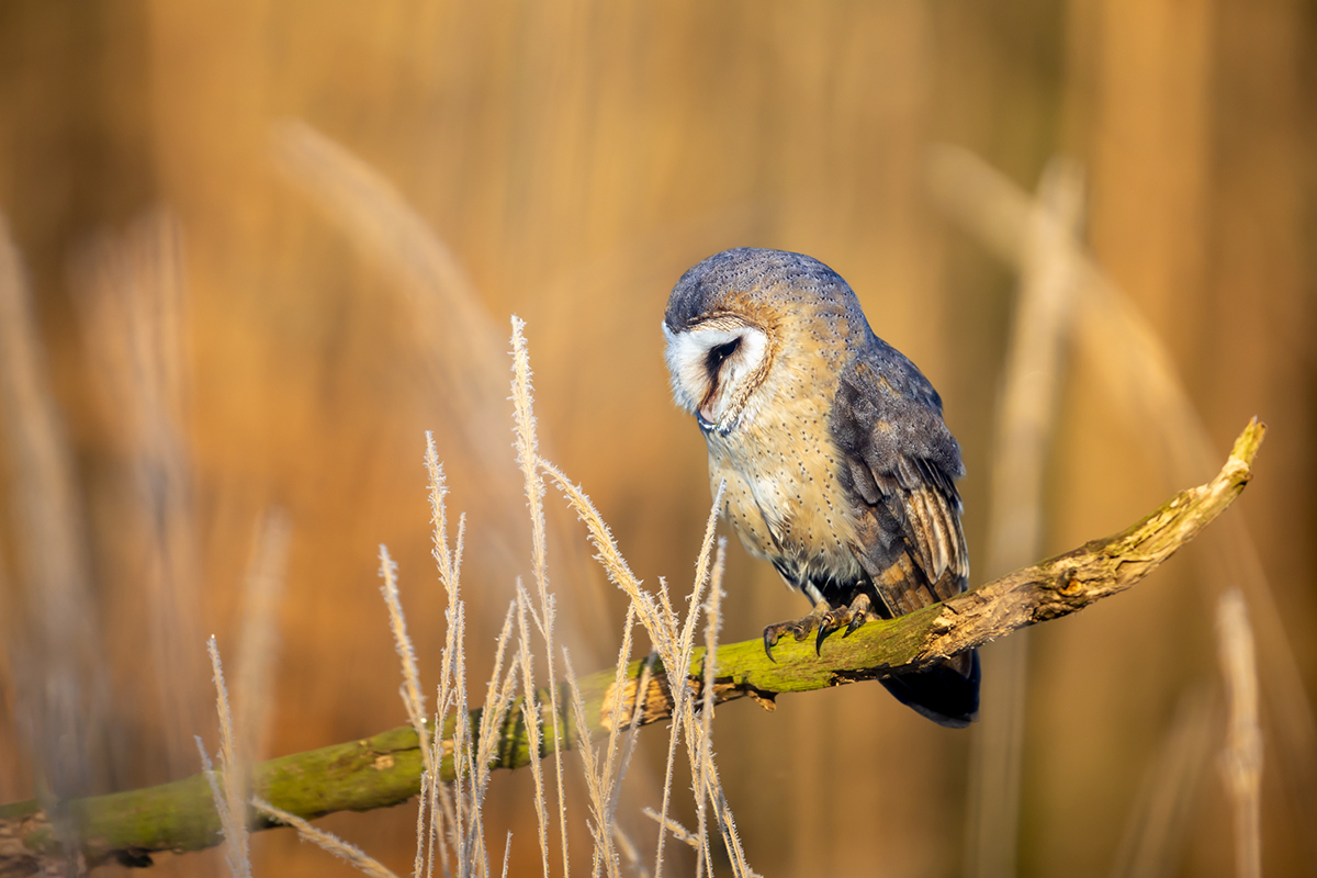 Sova pálená (Tyto alba) - Barn owl