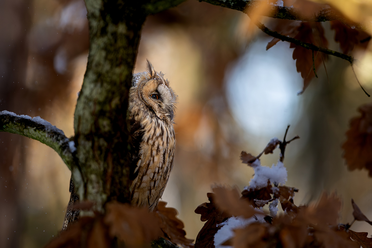 Kalous ušatý (Asio otus) - Long-eared owl