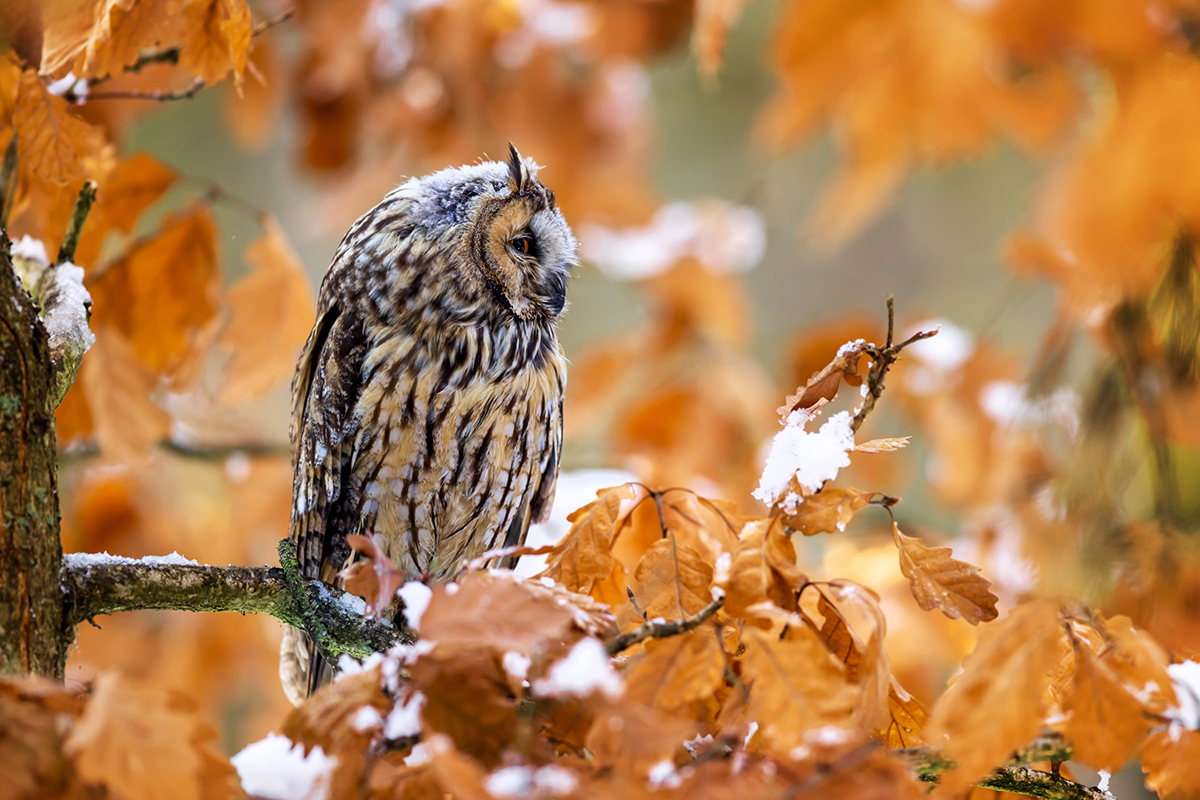 Kalous ušatý (Asio otus) - Long-eared owl