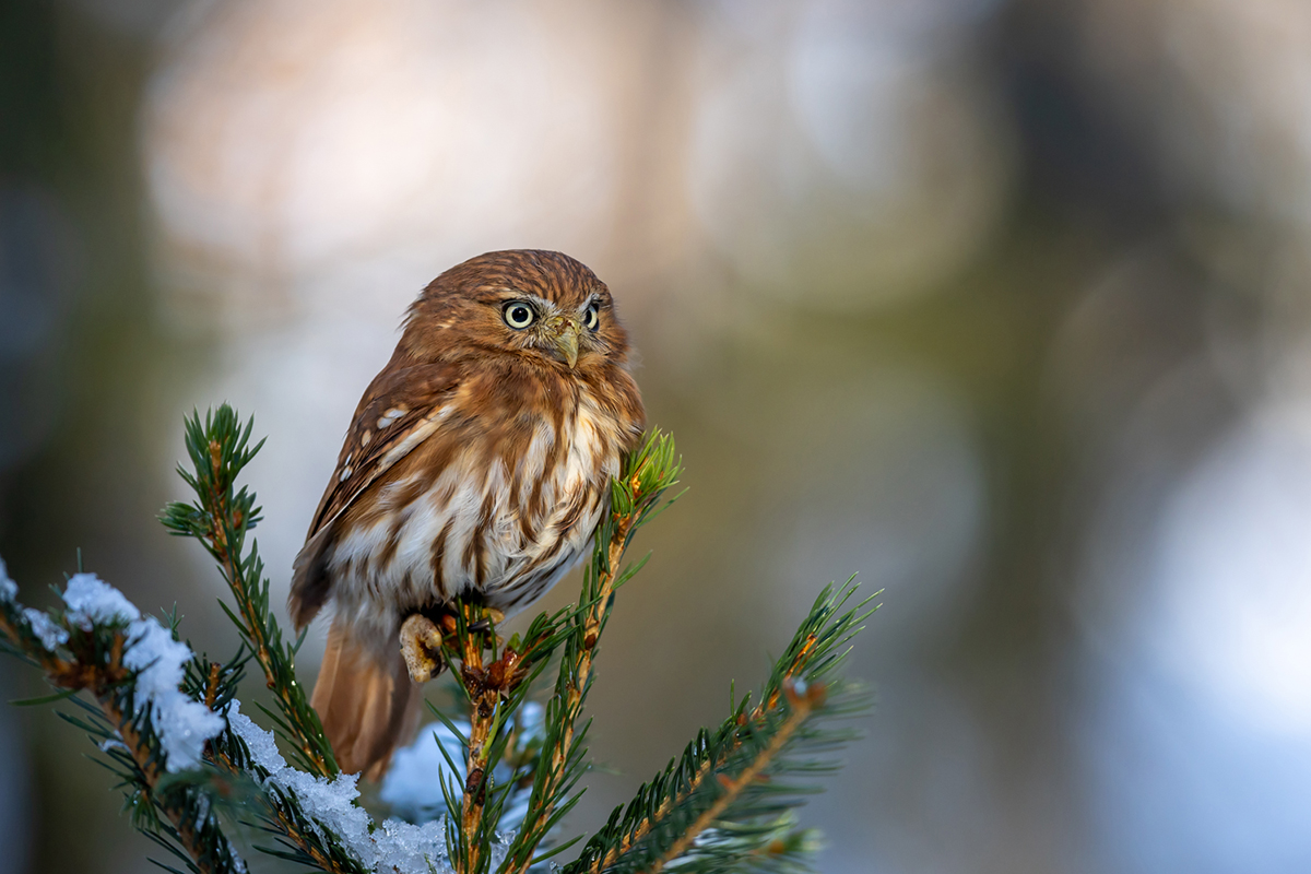 Kulíšek brasilský (Glaucidium brasilianum) - Ferruginous pygmy owl