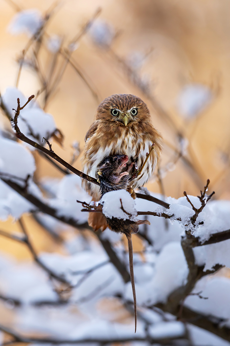 Kulíšek brasilský (Glaucidium brasilianum) - Ferruginous pygmy owl