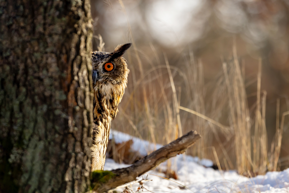 Výr velký (Bubo bubo) - Eurasian eagle-owl