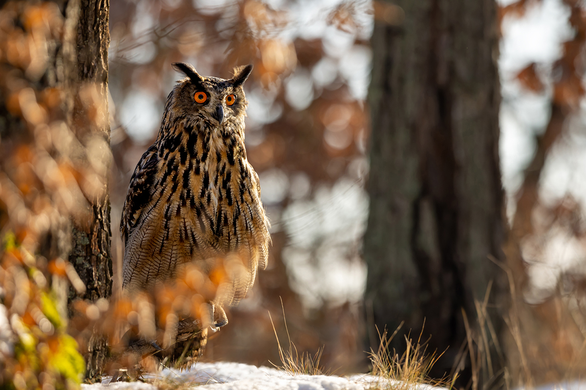 Výr velký (Bubo bubo) - Eurasian eagle-owl