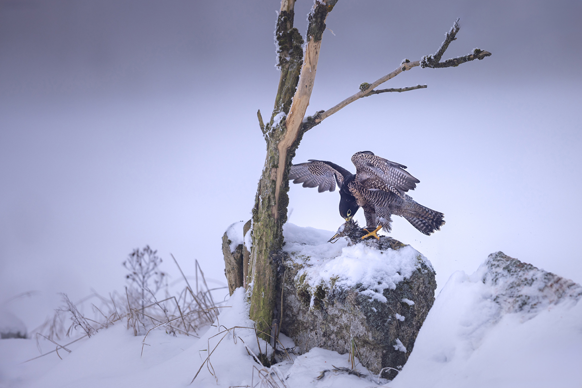 Sokol stěhovavý (Falco peregrinus) - Peregrine falcon