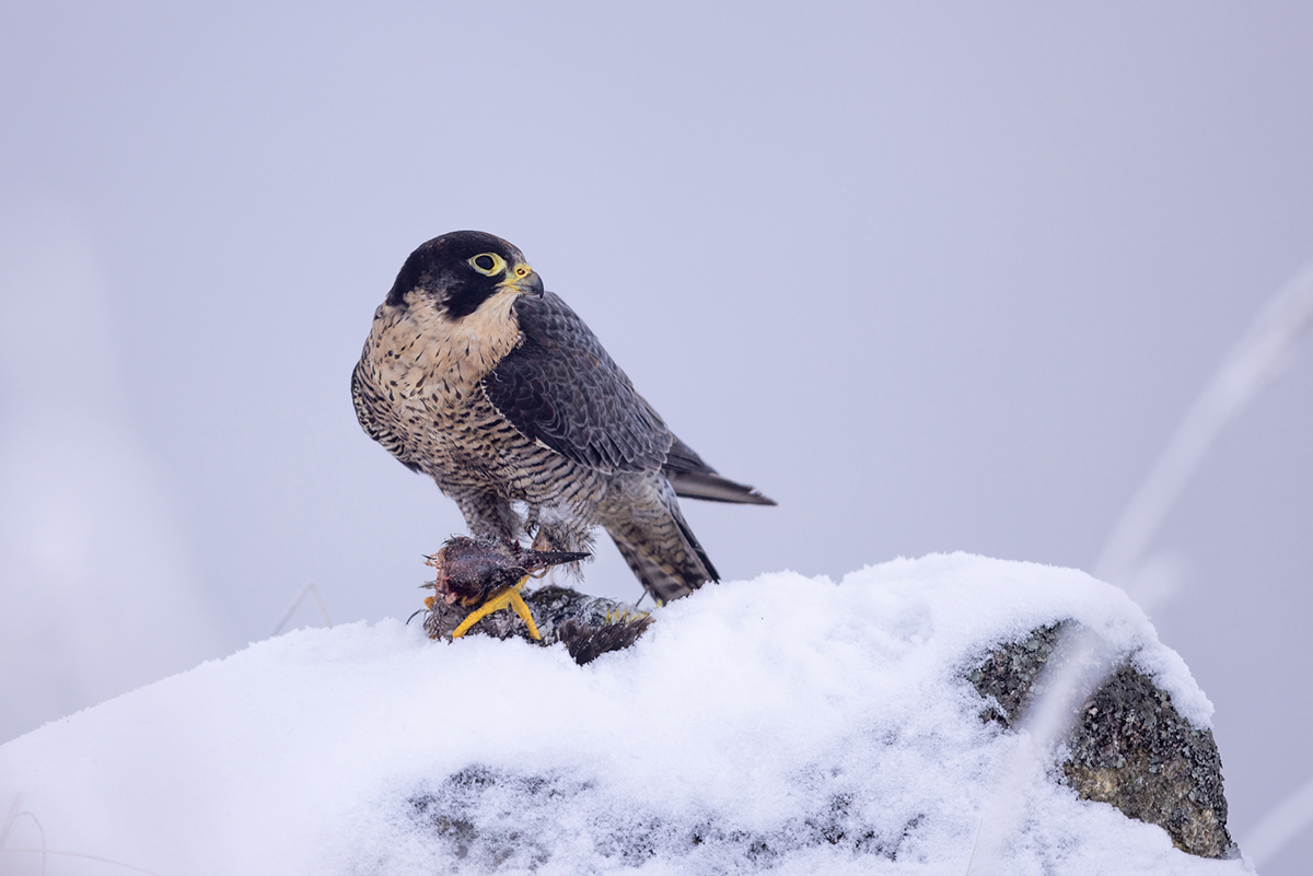 Sokol stěhovavý (Falco peregrinus) - Peregrine falcon