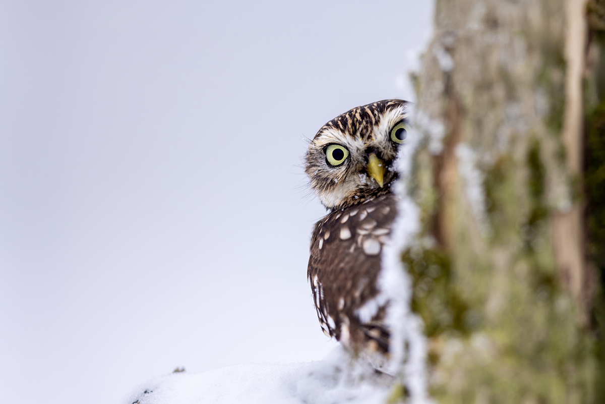 Sýček obecný (Athene noctua) - Little owl