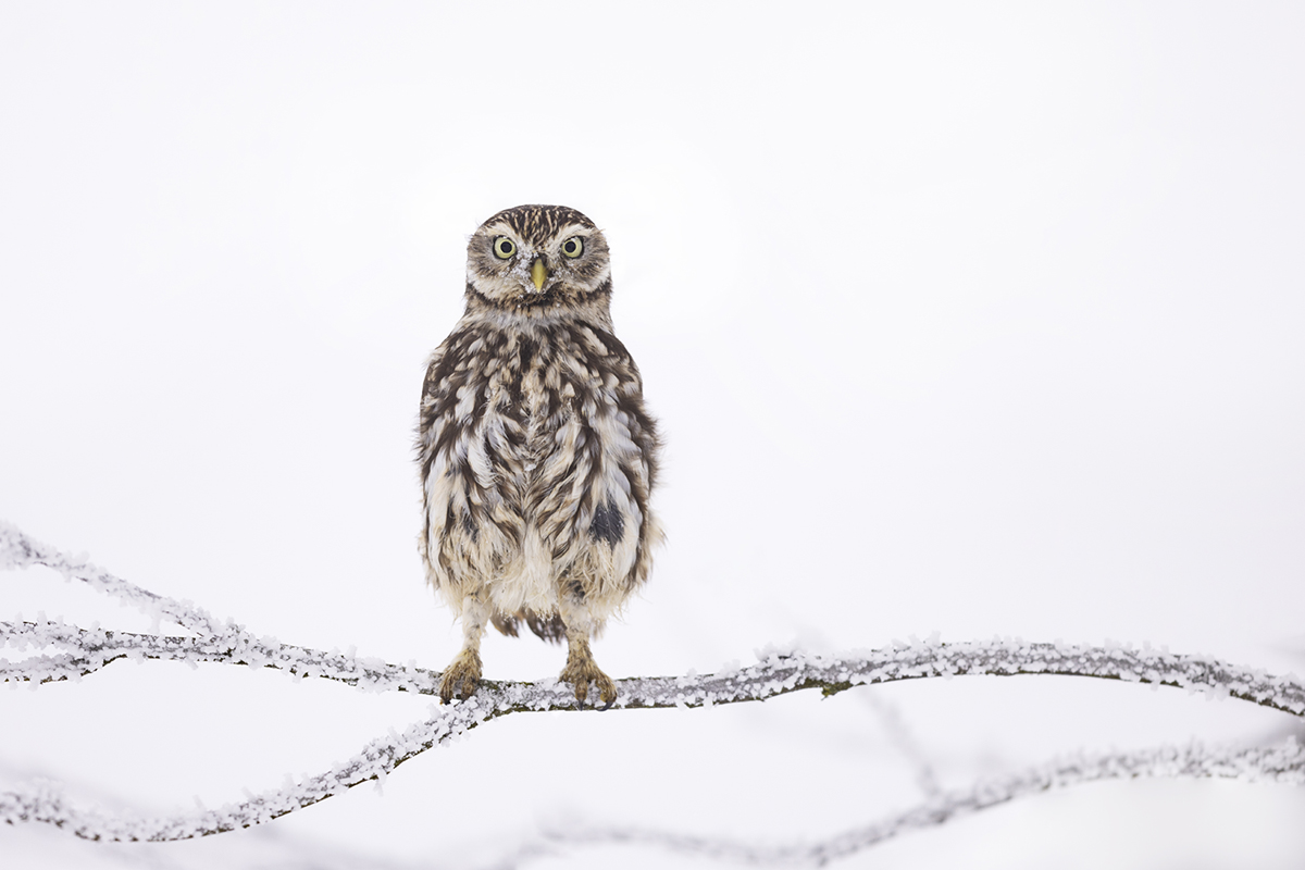 Sýček obecný (Athene noctua) - Little owl