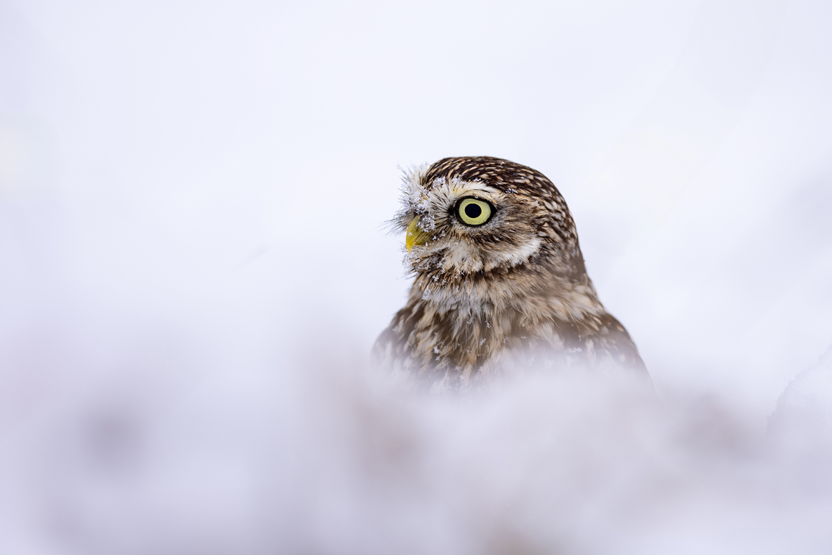 Sýček obecný (Athene noctua) - Little owl