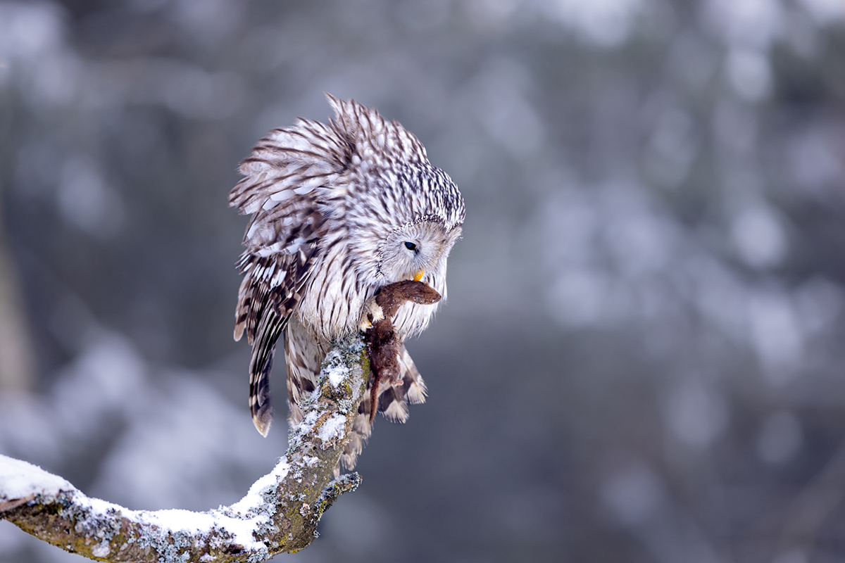 Puštík bělavý (Strix uralensis) - Ural owl