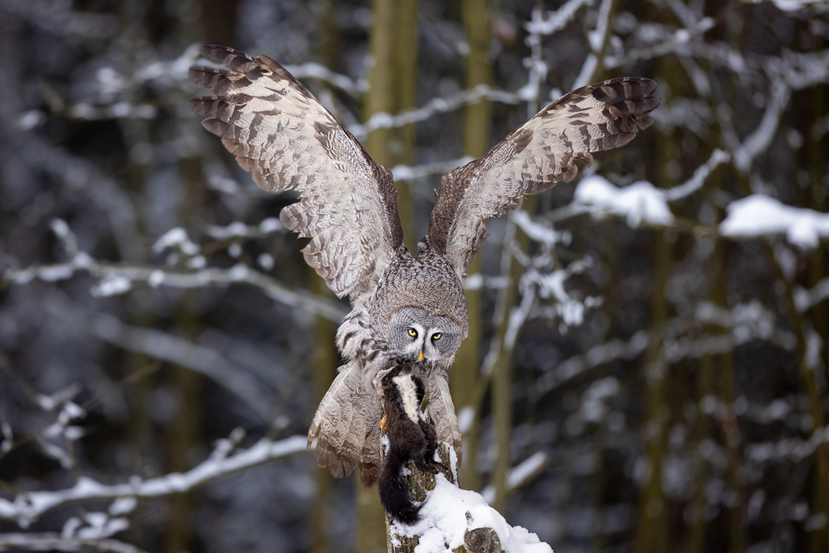 Puštík bradatý (Strix nebulosa) - Great grey owl