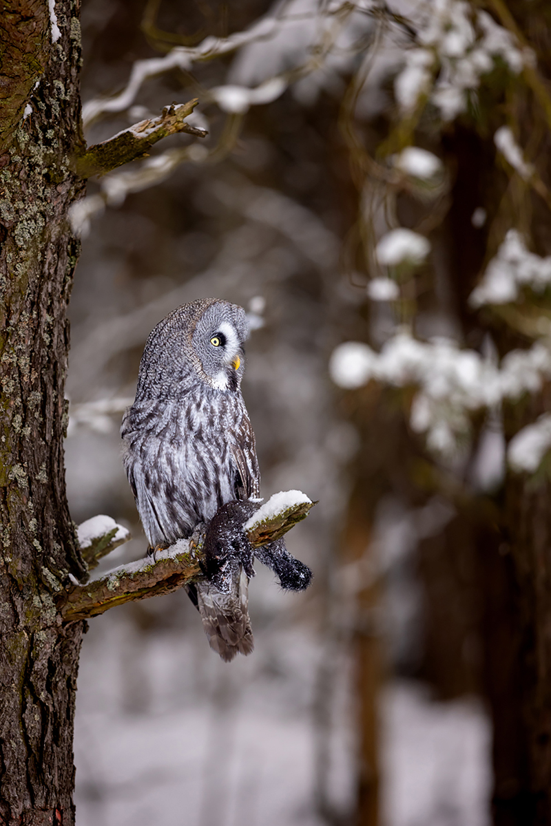 Puštík bradatý (Strix nebulosa) - Great grey owl