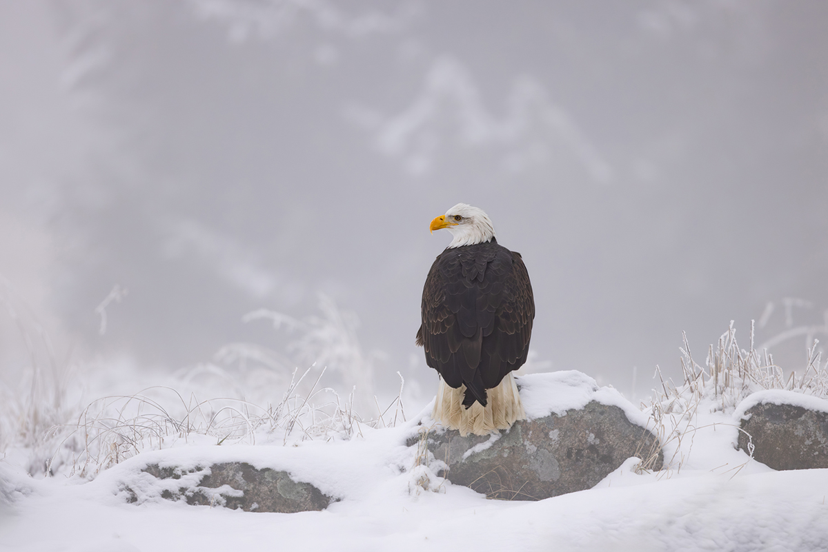 Orel bělohlavý (Haliaeetus leucocephalus) - Bald eagle