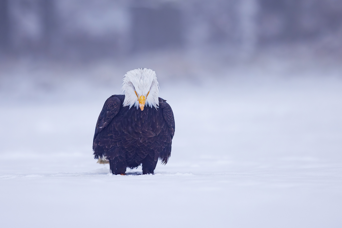 Orel bělohlavý (Haliaeetus leucocephalus) - Bald eagle