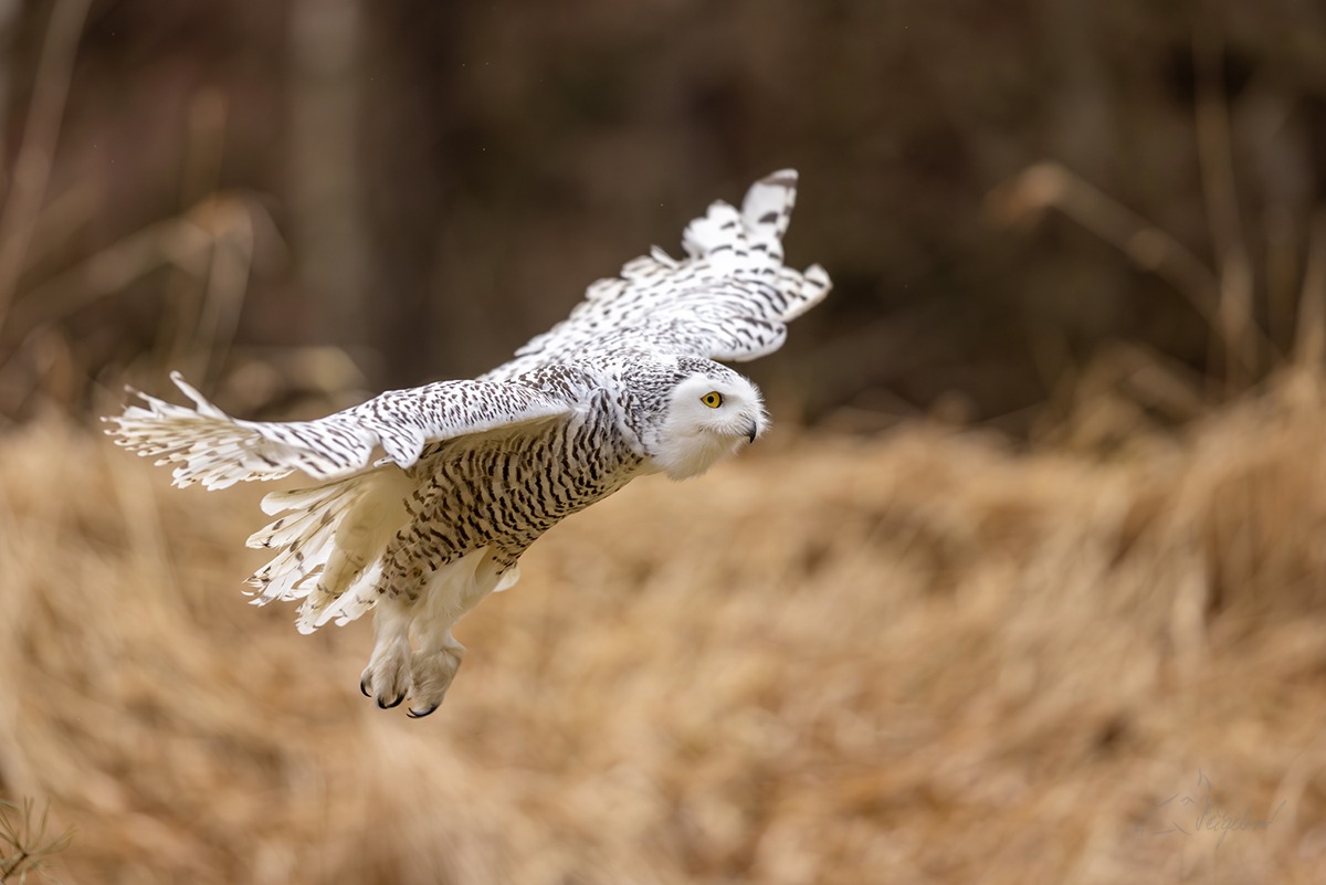 Sovice sněžní (Bubo scandiacus) - Snowy owl