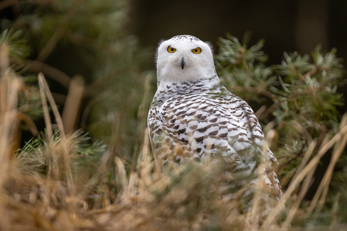 Sovice sněžní (Bubo scandiacus) - Snowy owl