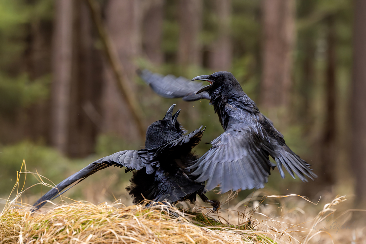 Krkavec velký (Corvus corax) - Common raven