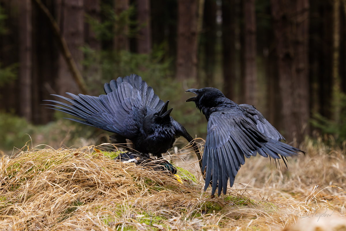 Krkavec velký (Corvus corax) - Common raven