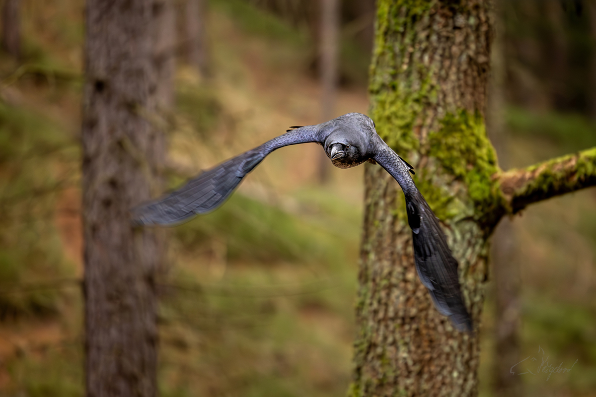 Krkavec velký (Corvus corax) - Common raven