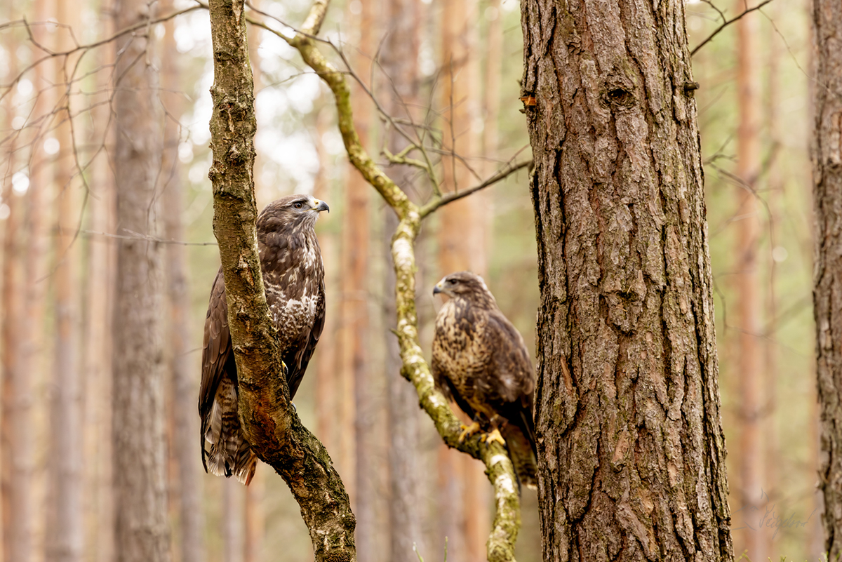 Káně lesní (Buteo buteo) - Common buzzard