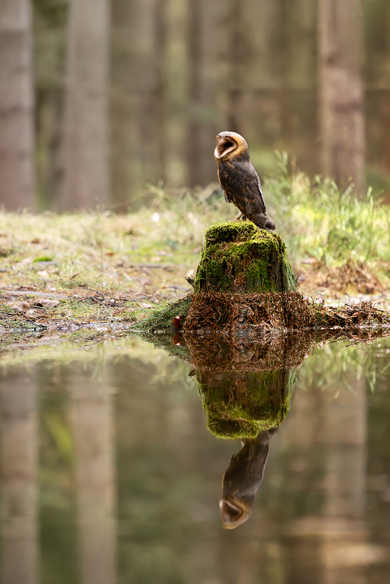 Sova pálená (Tyto alba) - Barn owl