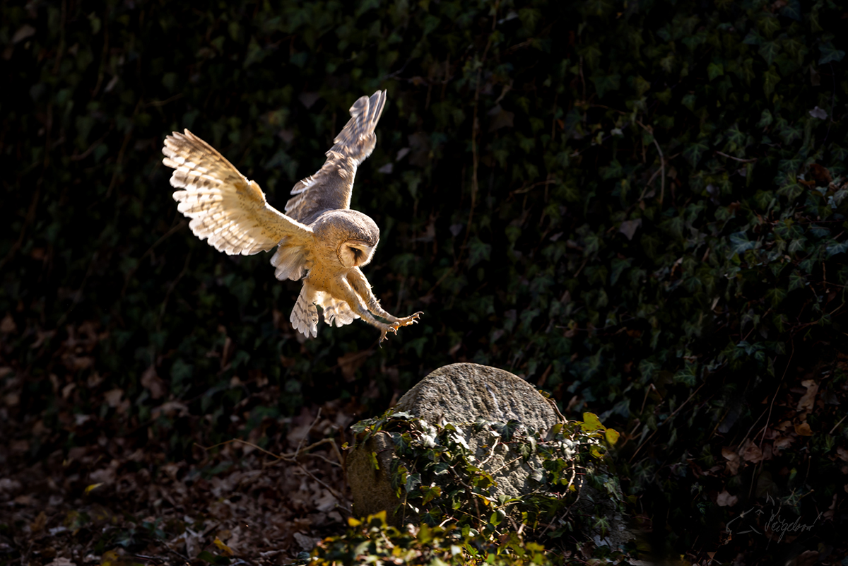 Sova pálená (Tyto alba) - Barn owl