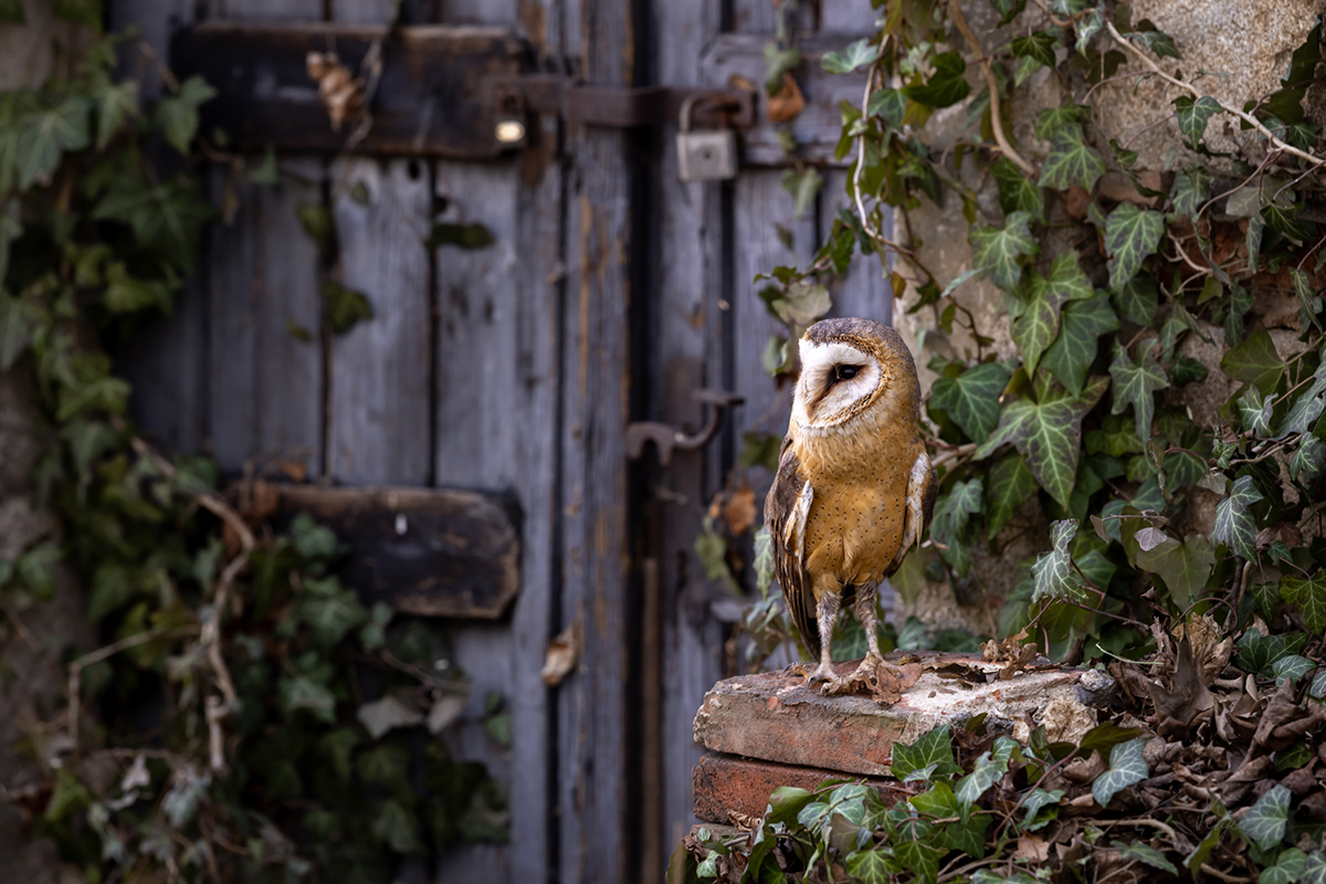 Sova pálená (Tyto alba) - Barn owl