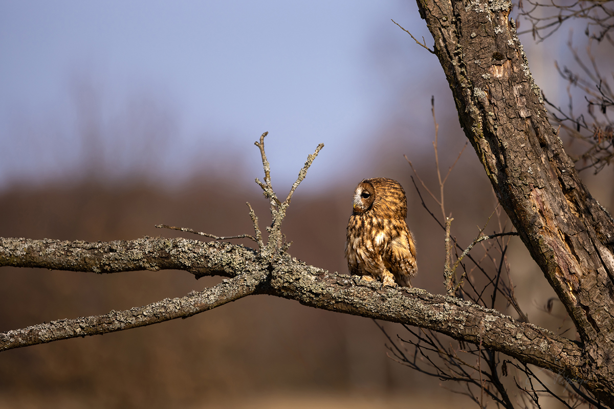 Puštík obecný (Strix aluco) - Tawny owl