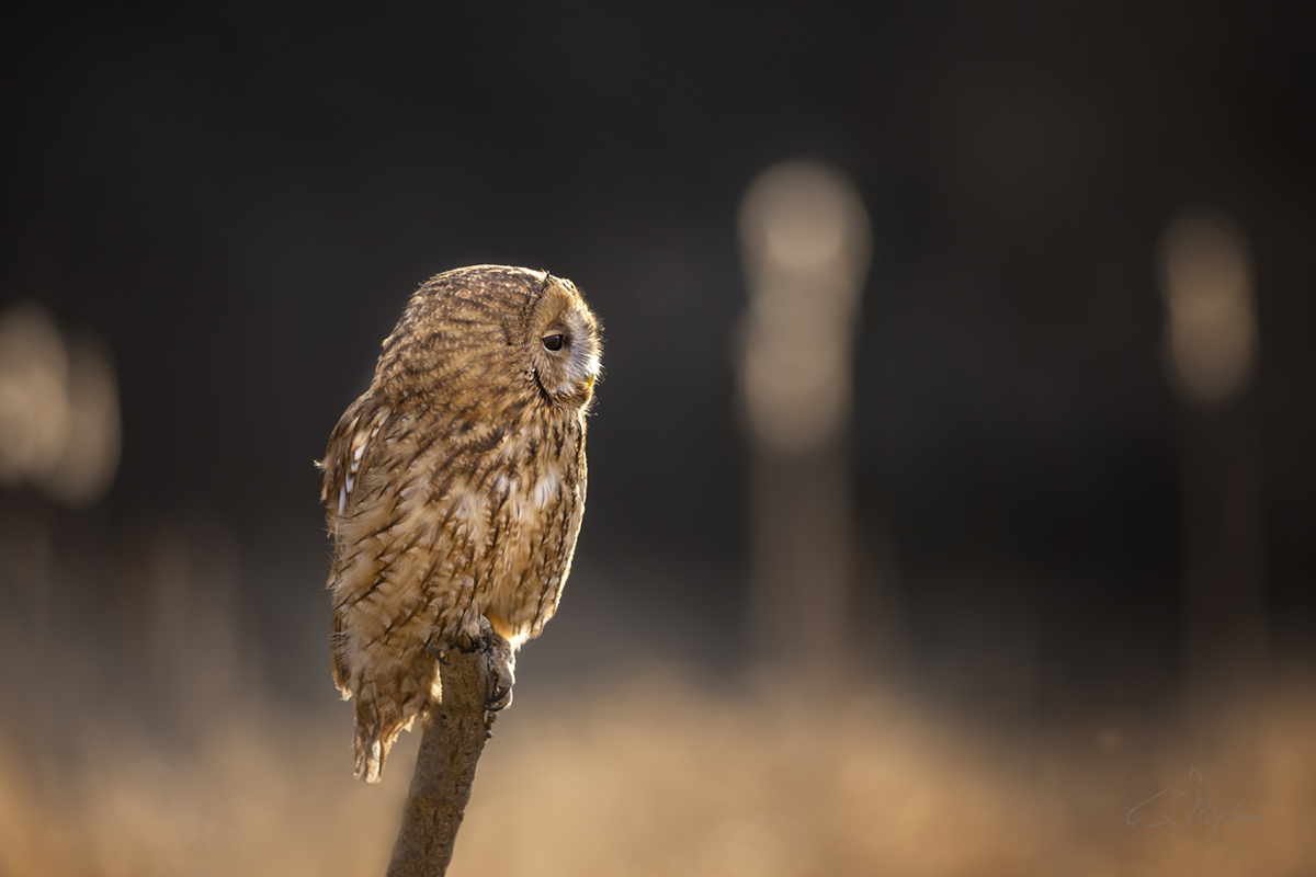 Puštík obecný (Strix aluco) - Tawny owl