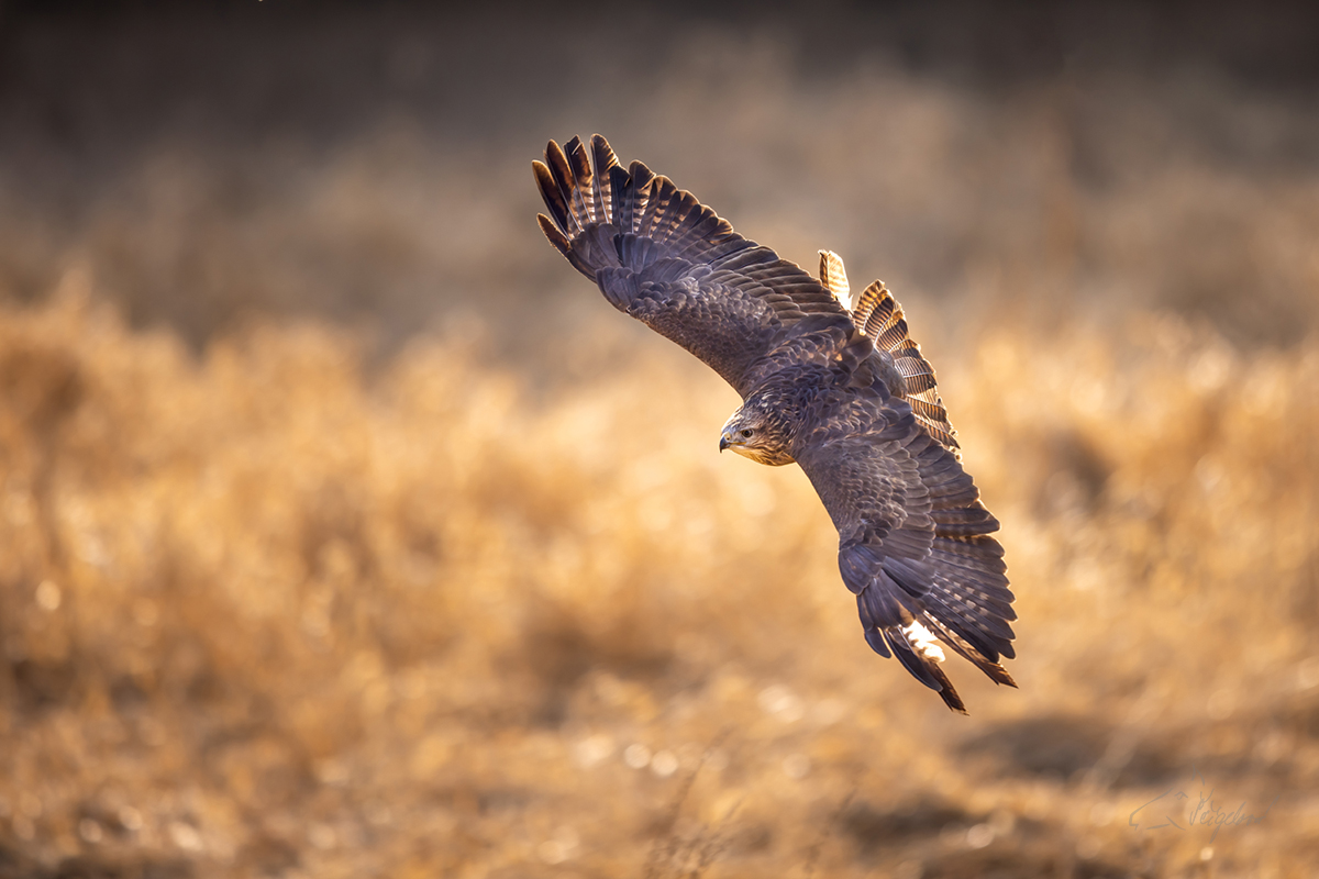 Káně lesní (Buteo buteo) - Common buzzard