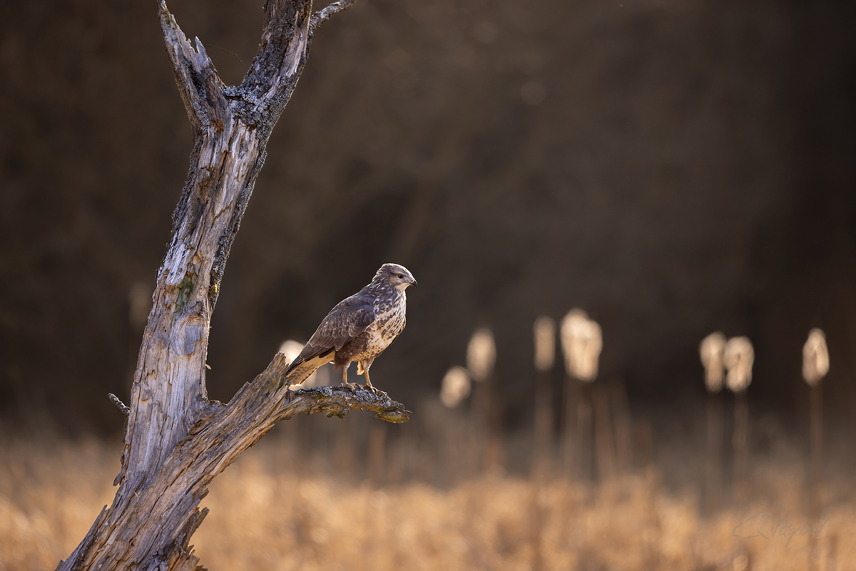 Káně lesní (Buteo buteo) - Common buzzard