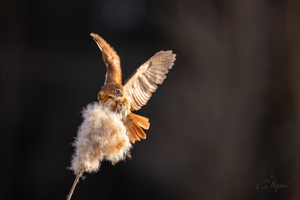 Kulíšek brazilský (Glaucidium brasilianum) - Ferruginous pygmy owl