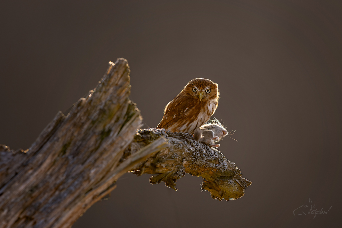 Kulíšek brazilský (Glaucidium brasilianum) - Ferruginous pygmy owl