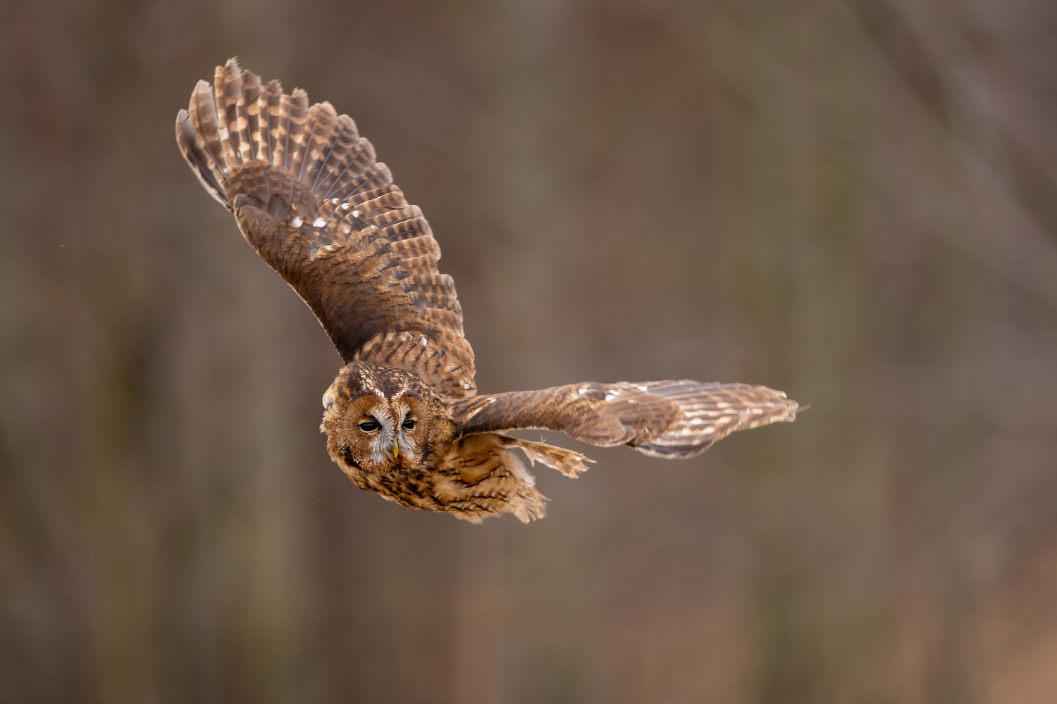 Puštík obecný (Strix aluco) - Tawny owl