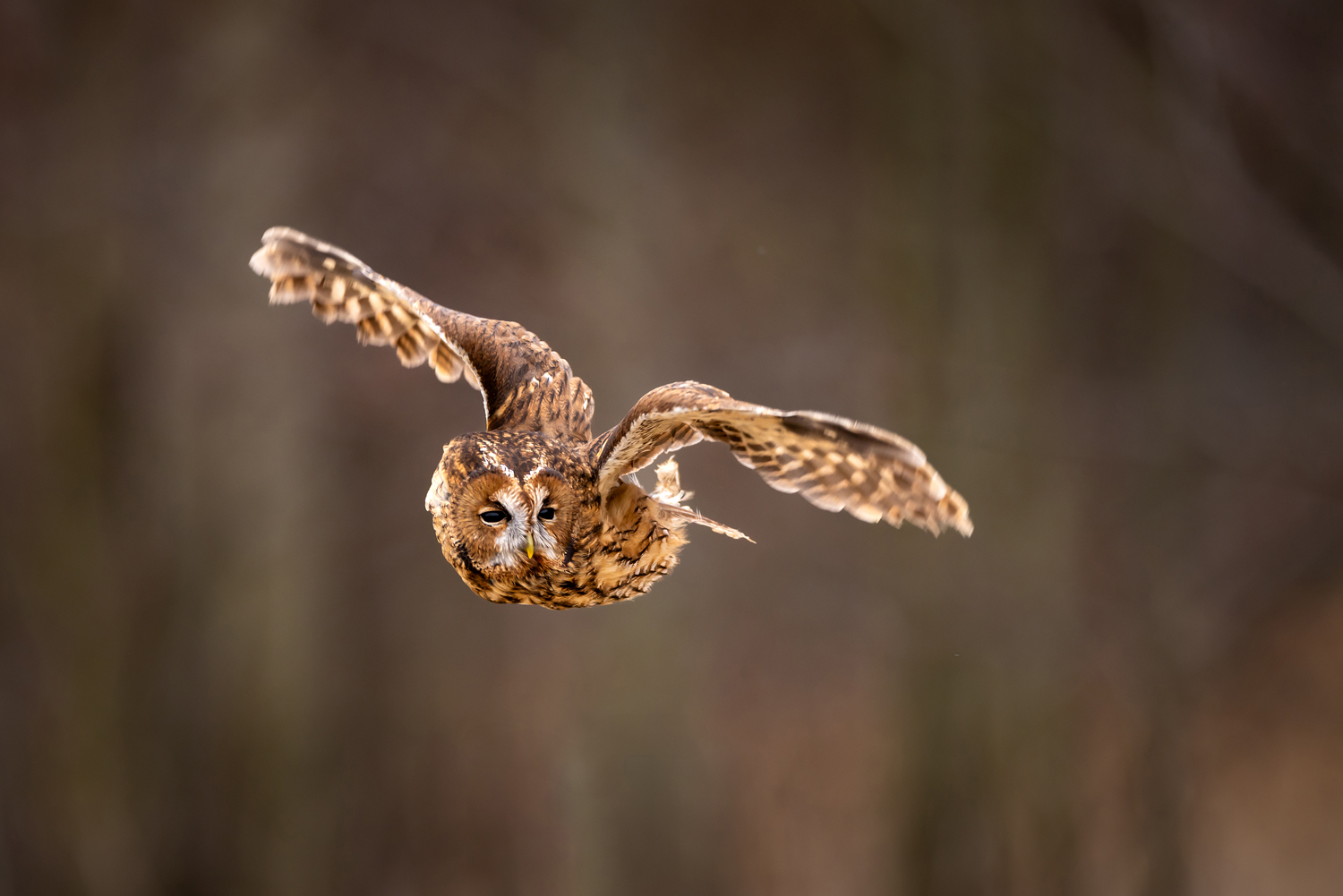 Puštík obecný (Strix aluco) - Tawny owl