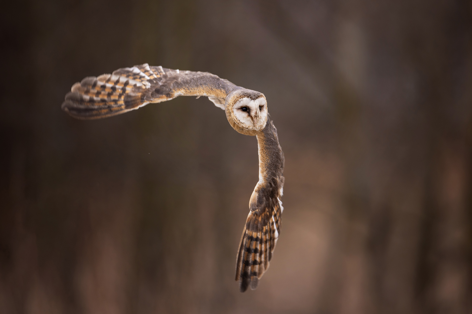 Sova pálená (Tyto alba) - Barn owl