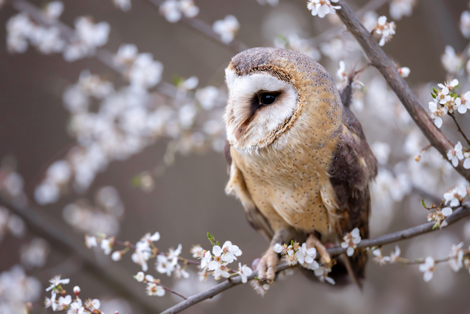 Sova pálená (Tyto alba) - Barn owl