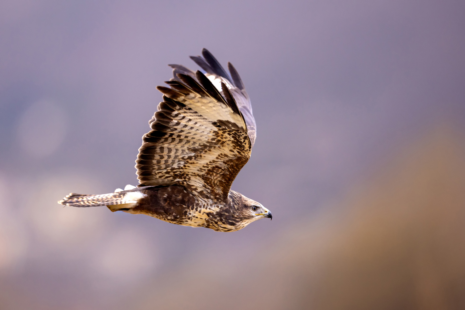 Káně lesní (Buteo buteo) - Common buzzard