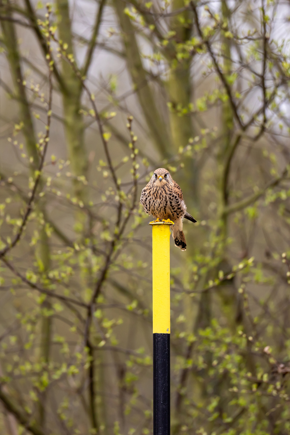 Poštolka obecná (Falco tinnunculus) - Common kestrel